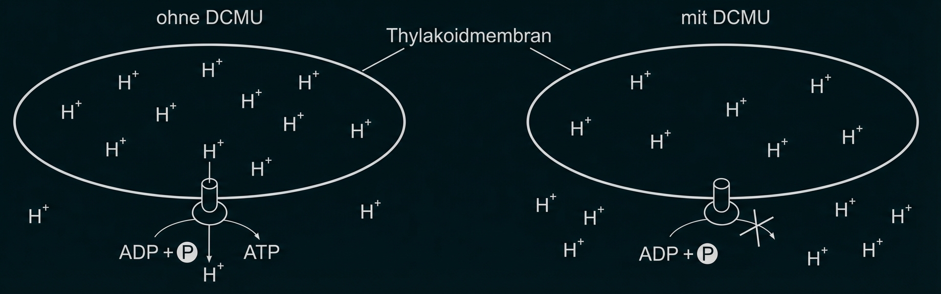 Thylakoidmembranen schematisch, H+-Verteilung und ATP‑Synthase im Vergleich: ohne DCMU und mit DCMU (blockiert)